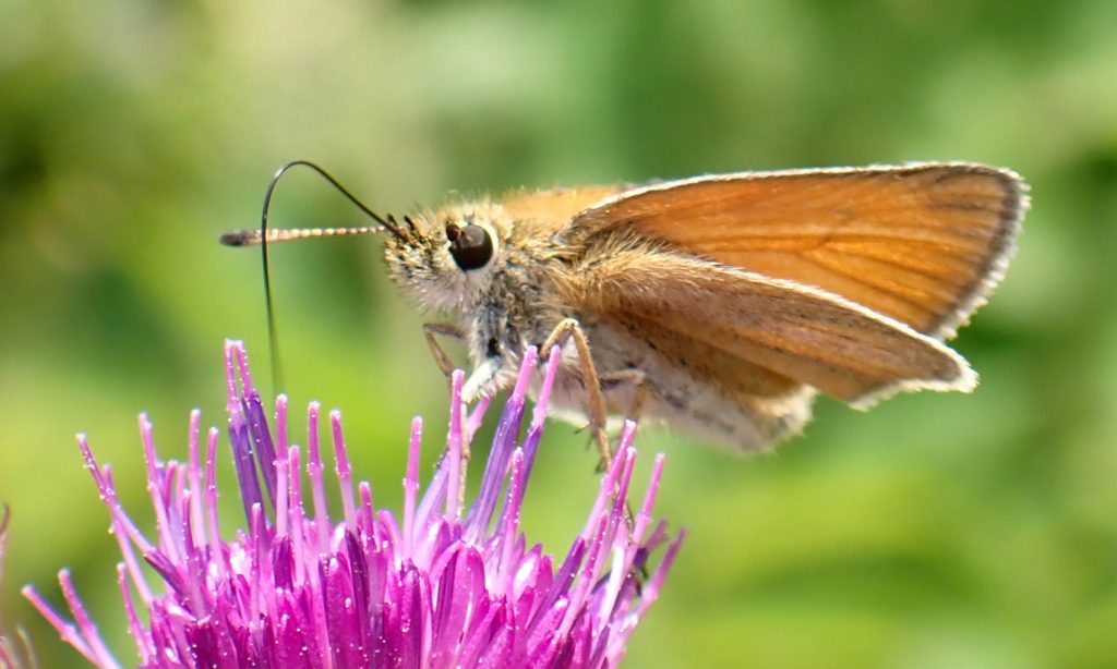 Essex Skipper Butterfly on Danes Moss