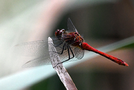 Ruddy Darter on Danes Moss