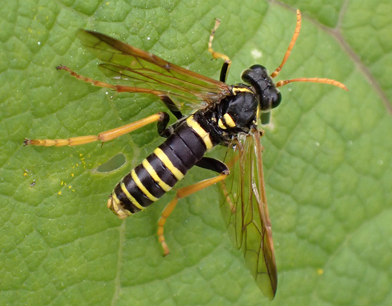 Figwort Sawfly on Danes Moss