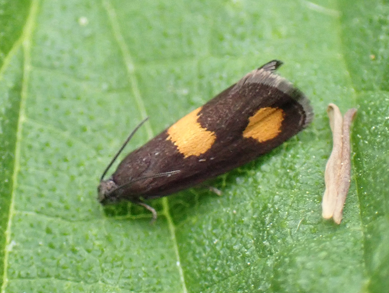 Orange Spot Piercer Moth on Danes Moss