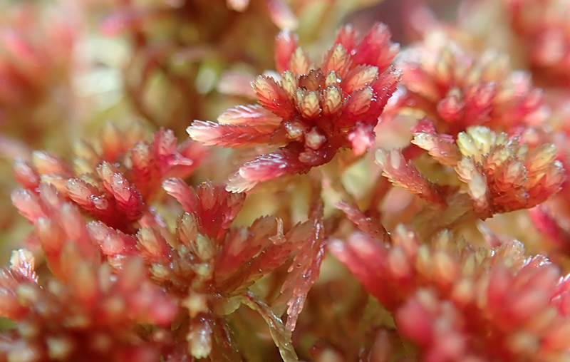 Red Peatmoss Sphagnum on Danes Moss